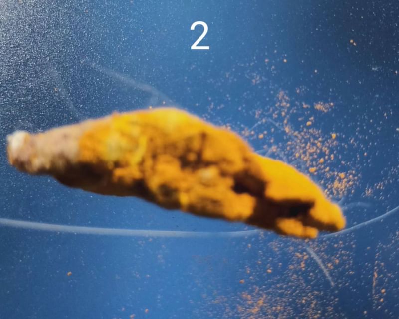 รกแมว เครื่องรางของขลังจากธรรมชาติ