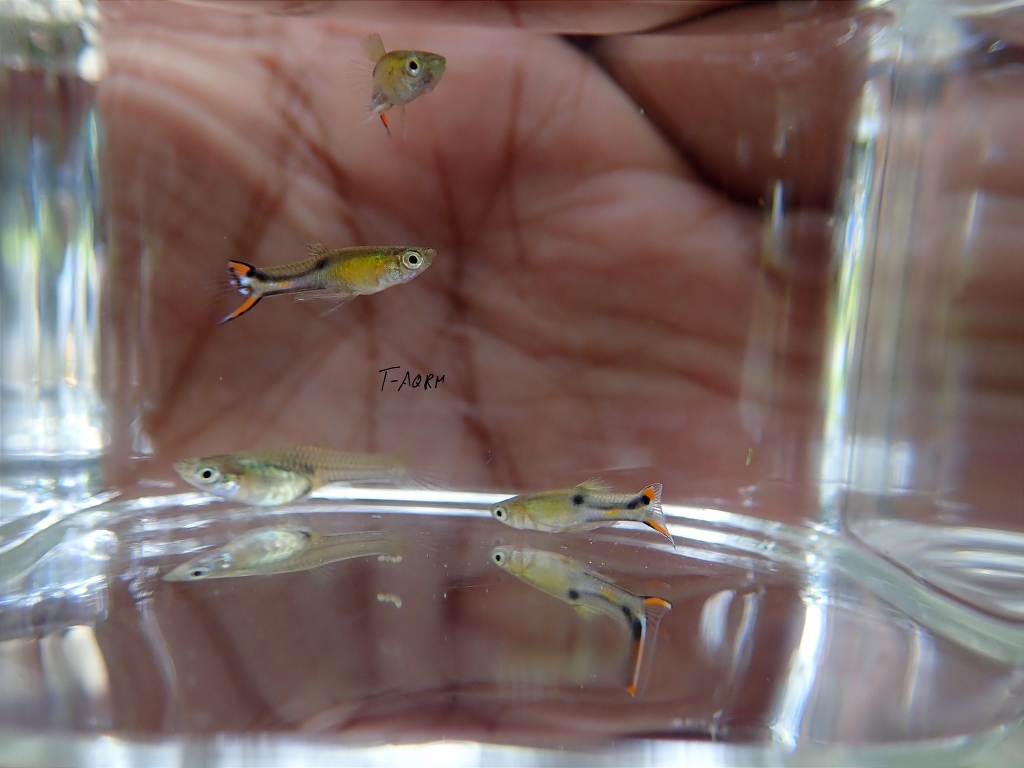 Cumana El Dorado, Pure wingei 1คู่ (ผู้+เมีย)
