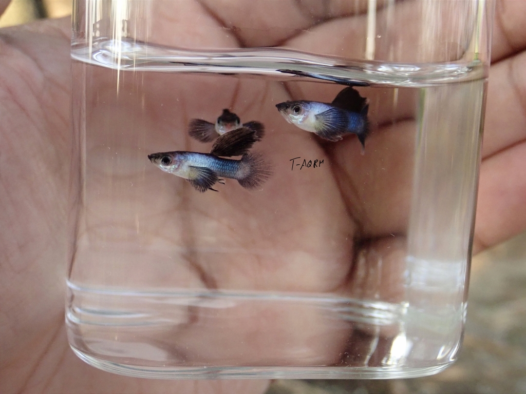 Mini Panda fancy guppy 1คู่ (ผู้+เมีย)