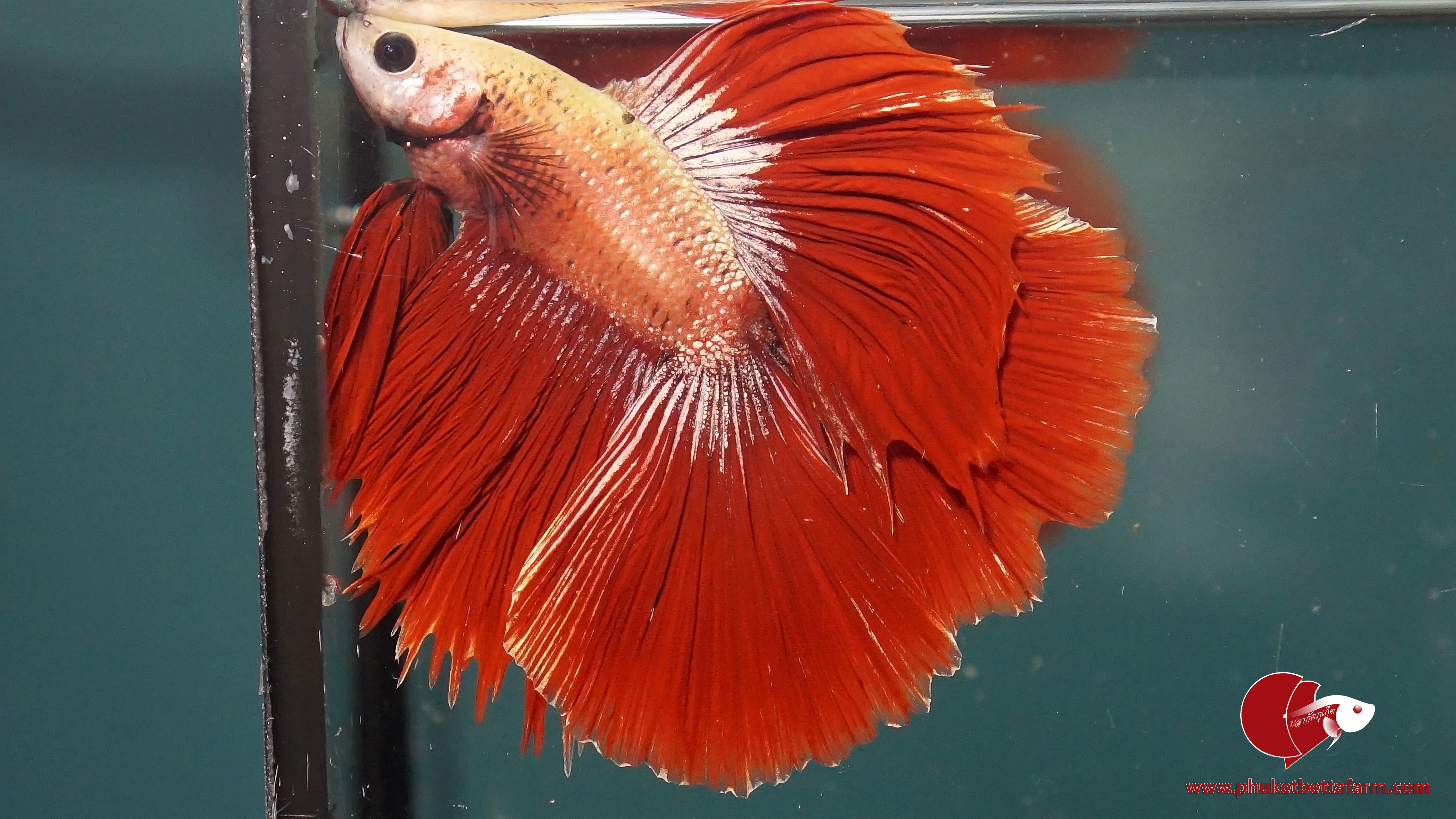 Copper Full Moon ปลากัดคอปเปอร์ฟูลมูน/ปลากัดครีบยาวหางคู่