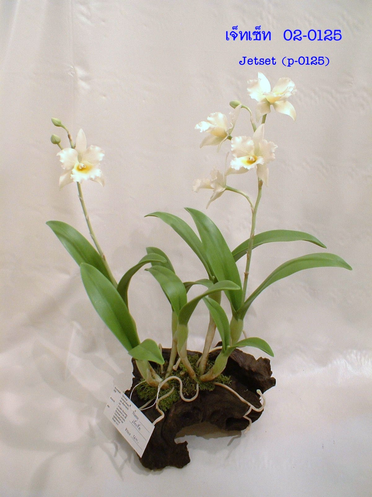 Jetset (Super small)