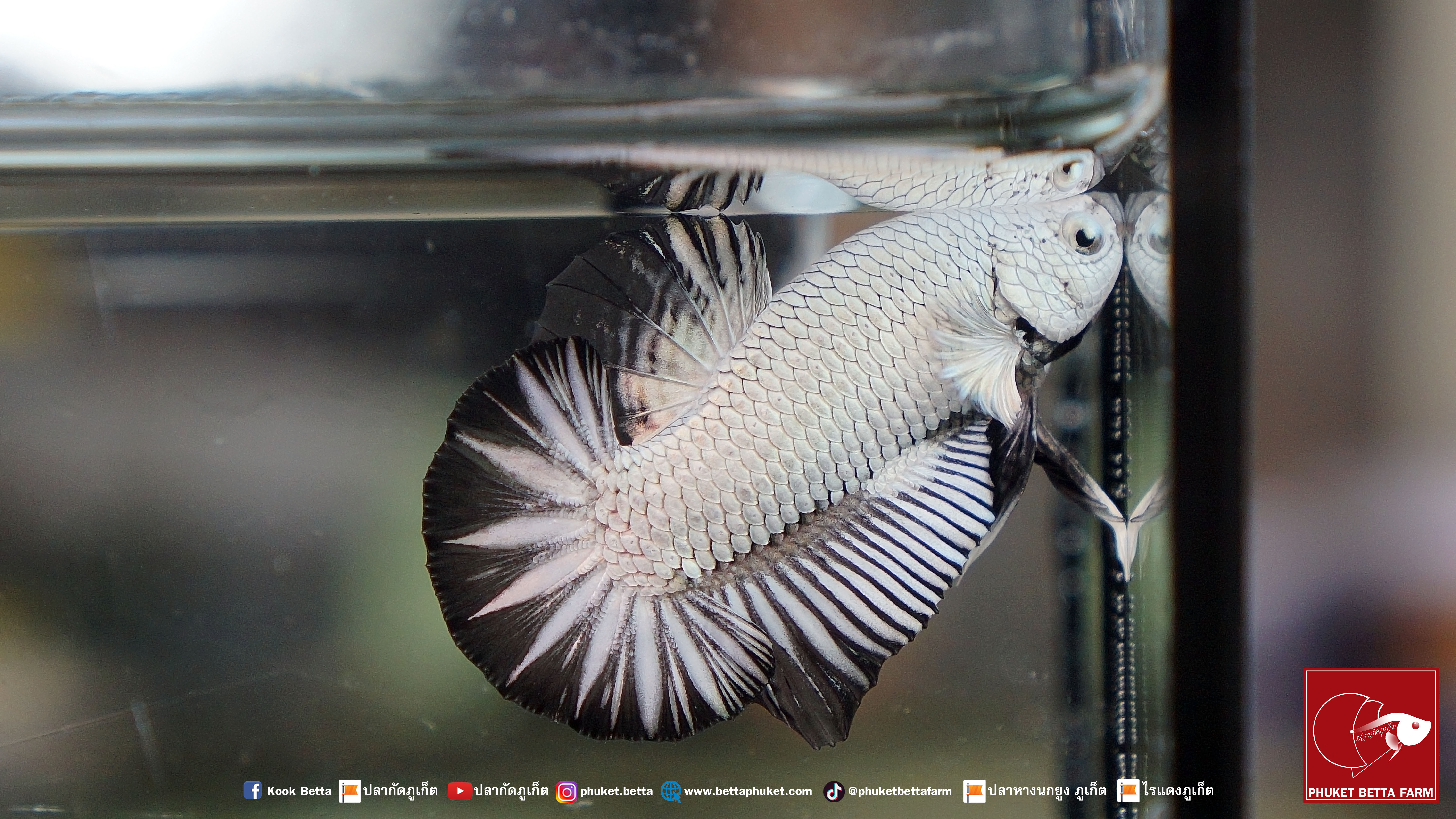 Black Dragon Snow Star Tail แบล็คดราก้อนสโนว์ หางดาว