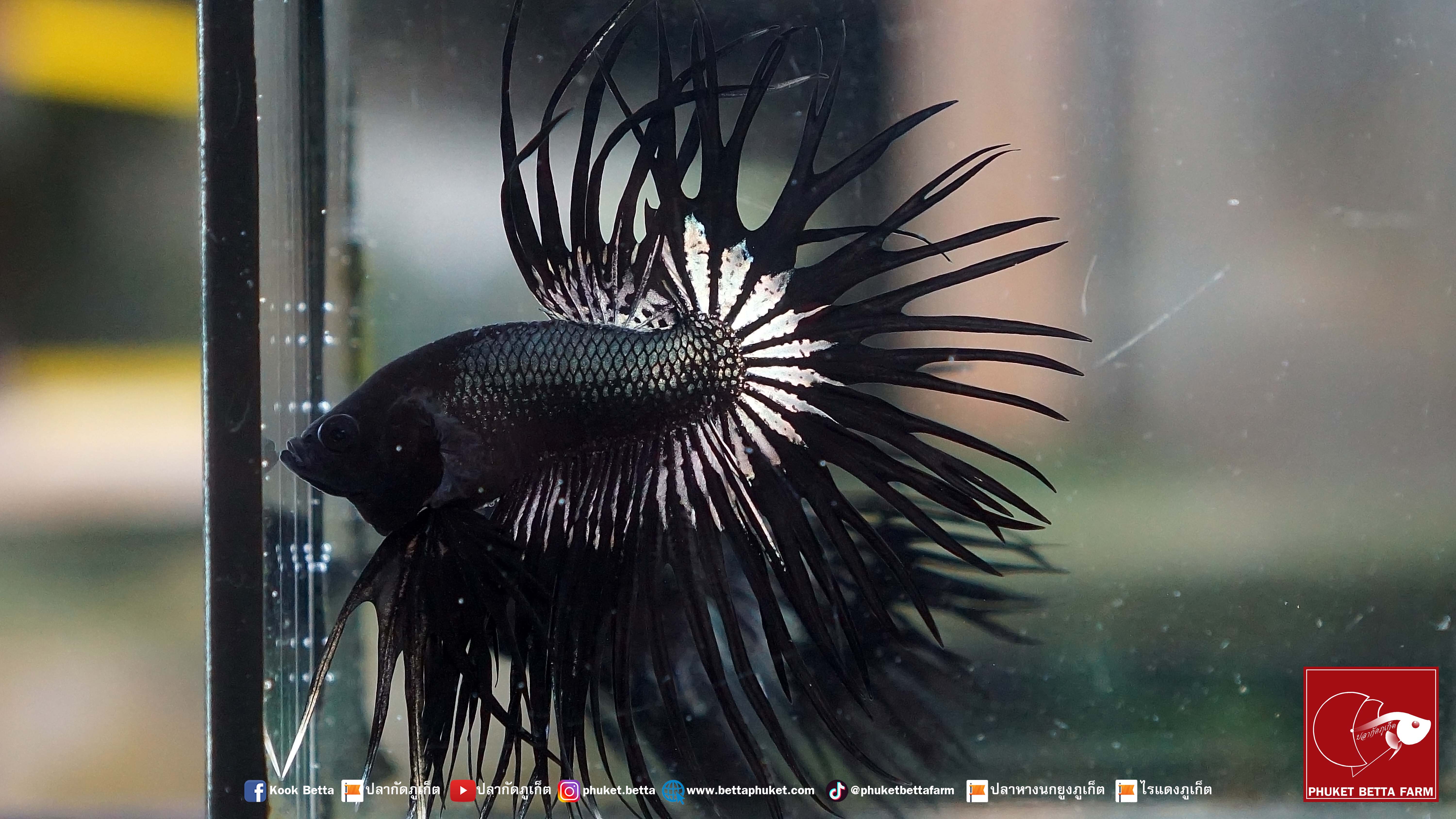 Black Copper Crowntail ปลากัดแบล็คคอปเปอร์ คราวเทล