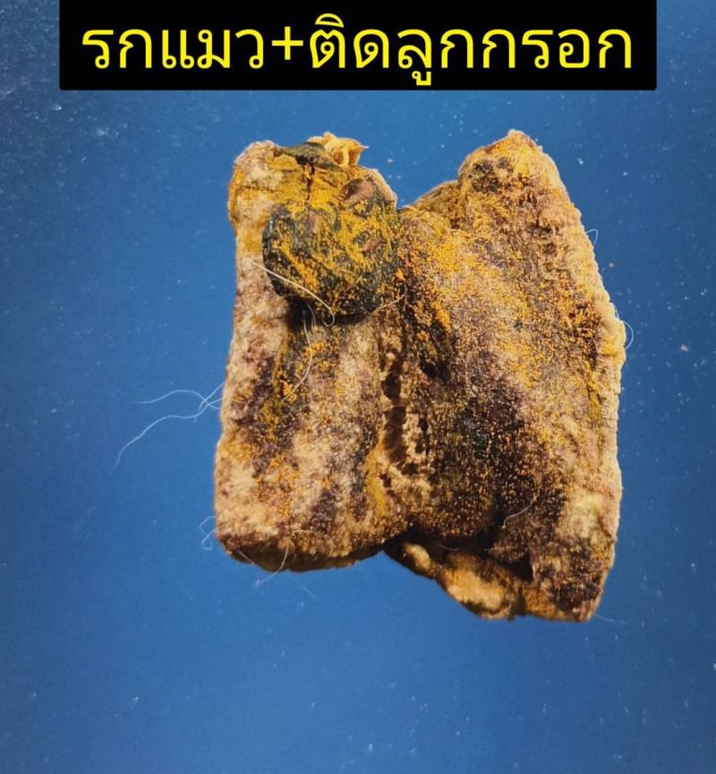 ลูกกรอกแมว,รกแมว