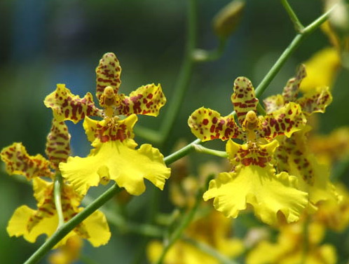 Oncidium