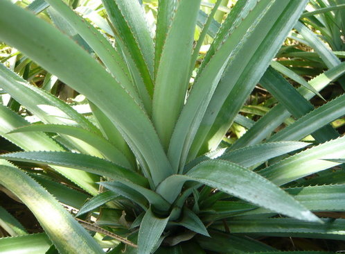Pine Apple Leaf