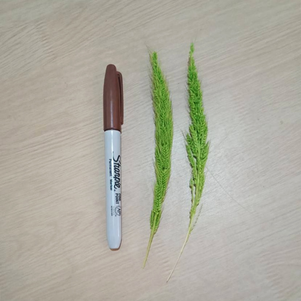 ปากกา สีน้ำตาล