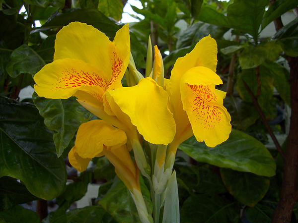 Canna (Large)