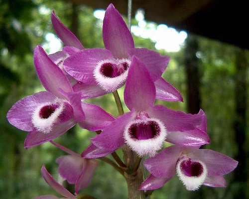 Den.parishii (Super small)