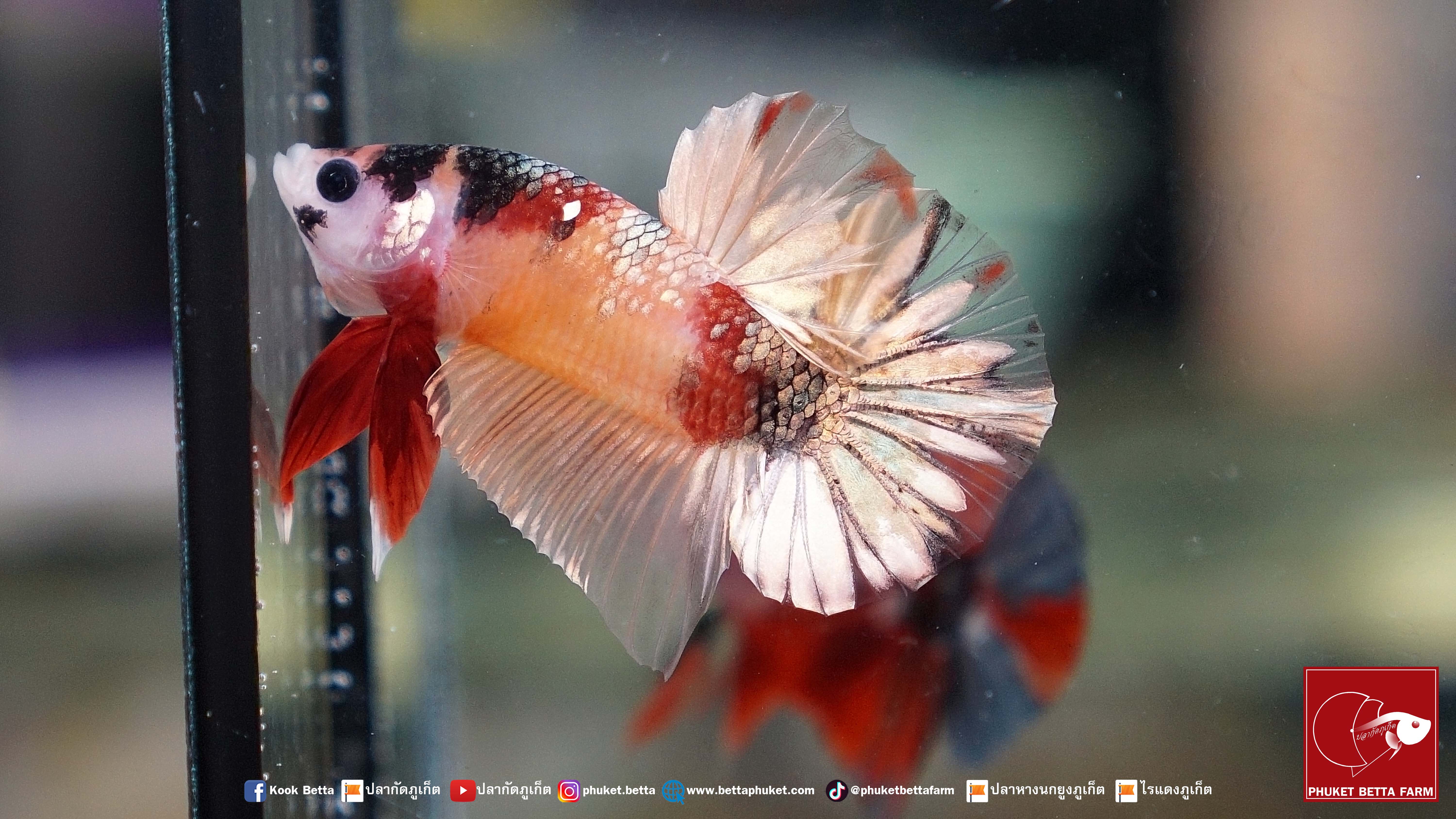 Galaxy Nemo Copper Gold กาแล็คซี่นีโม่คอปเปอร์มุกทอง