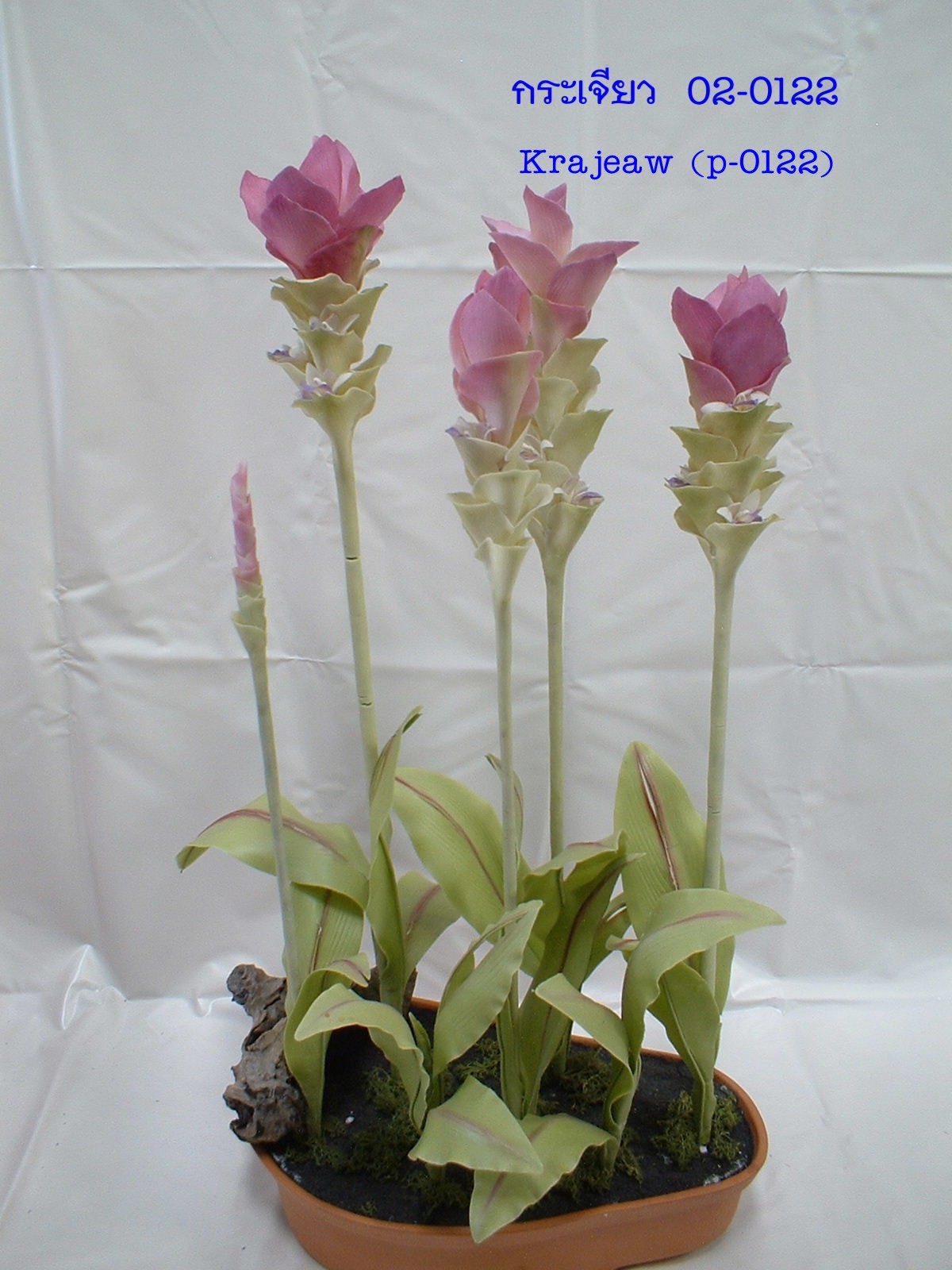 Siam Tulip (Medium)