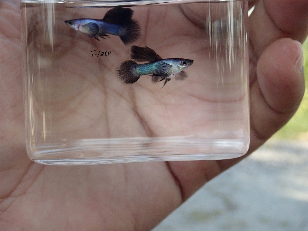 Mini Panda fancy guppy 1คู่ (ผู้+เมีย)
