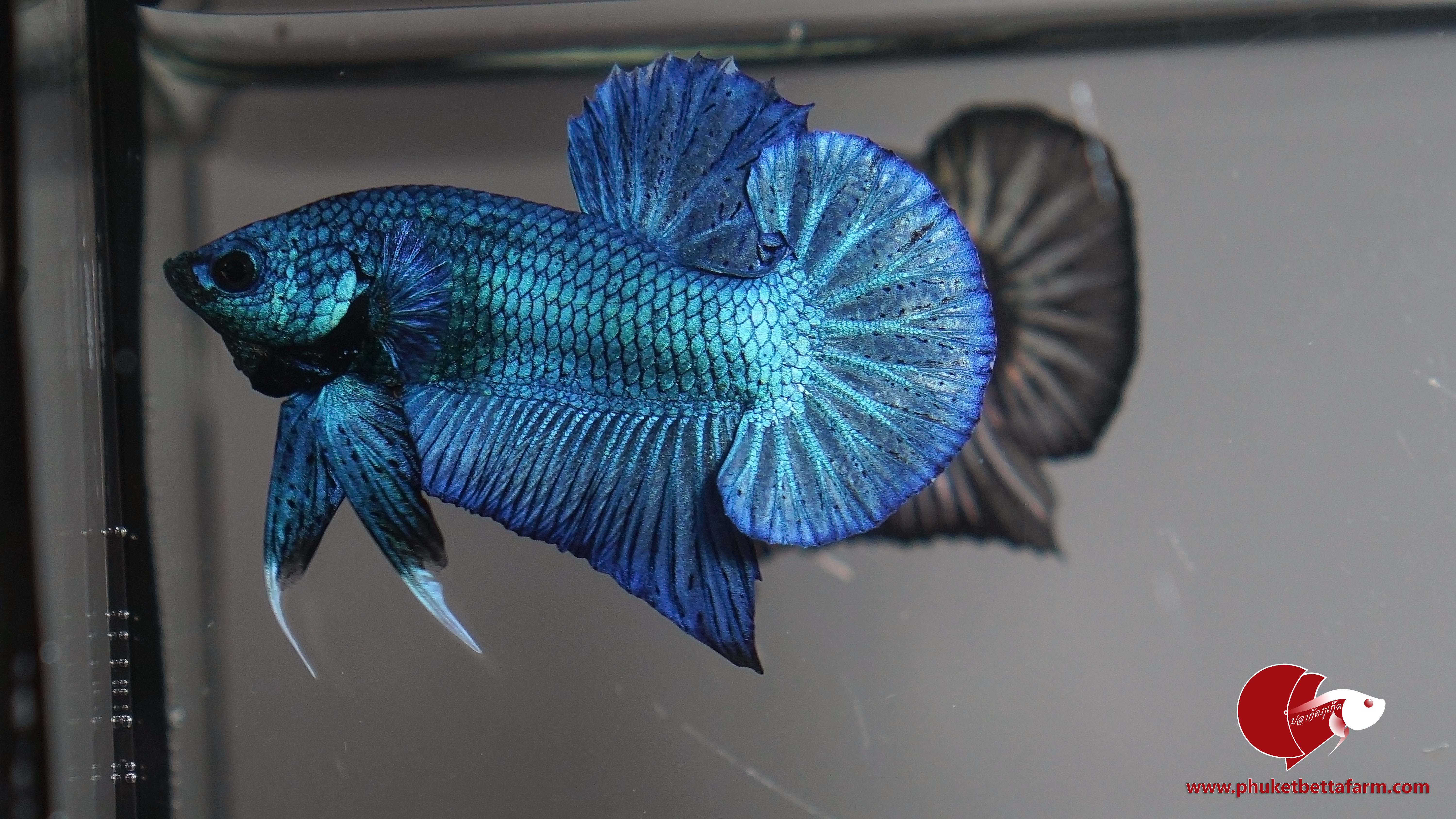 Bluish Green Metallic บลูกรีนเมทัลลิค