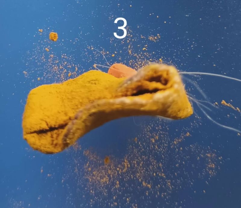 รกแมว เครื่องรางของขลังจากธรรมชาติ