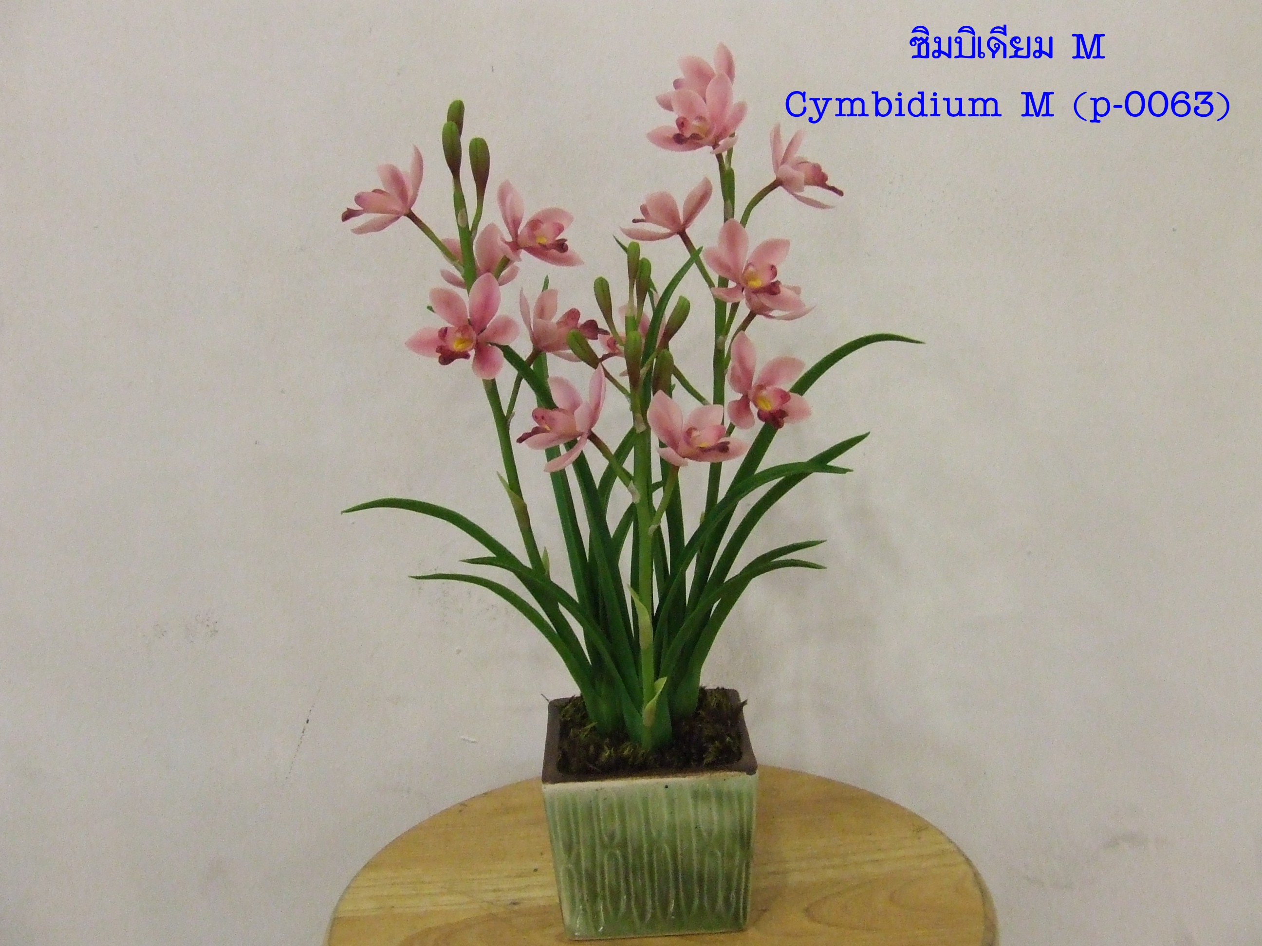 Cymbidium Flower (Large)
