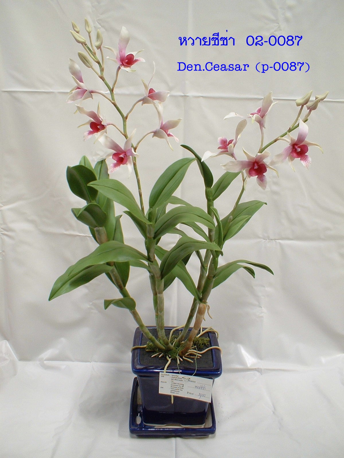 Dendrobium Caesar