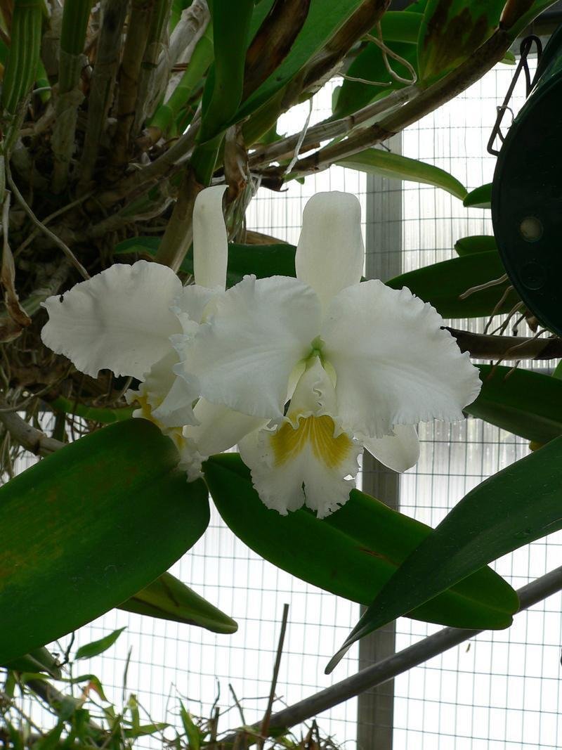 Cat.Elizabeth (Medium)