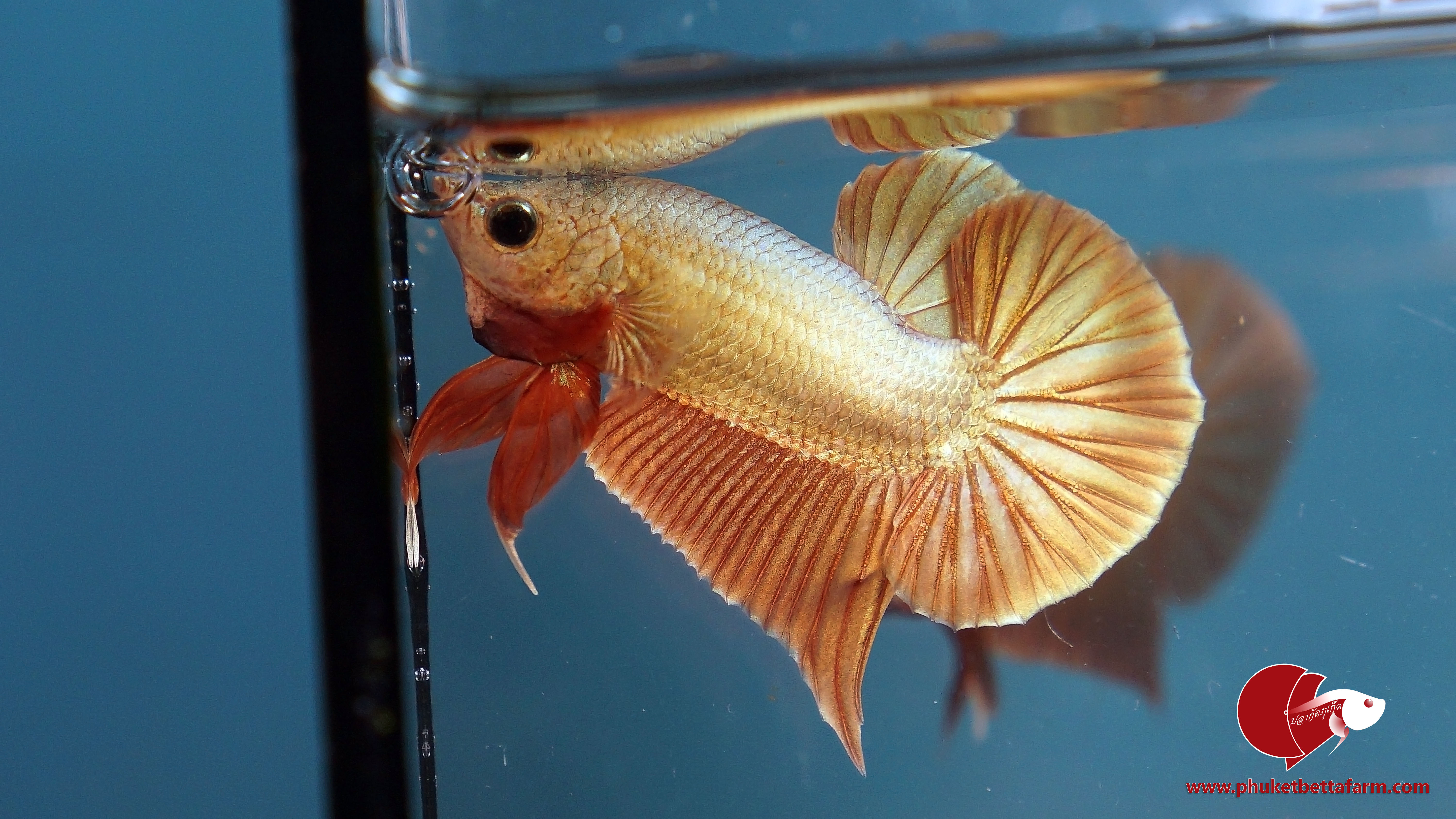 Red Gold ปลากัดทองแดง