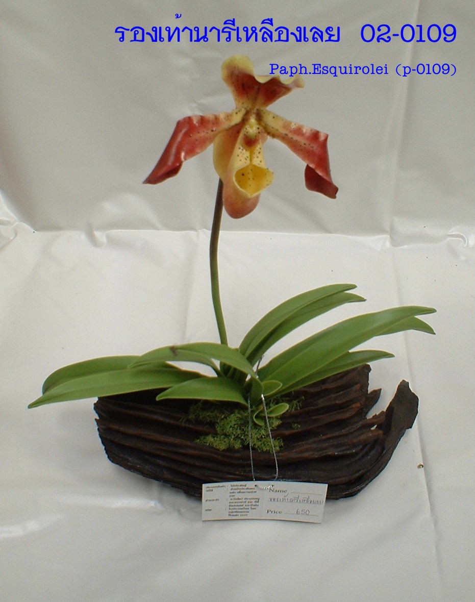 Paph.esquirolei