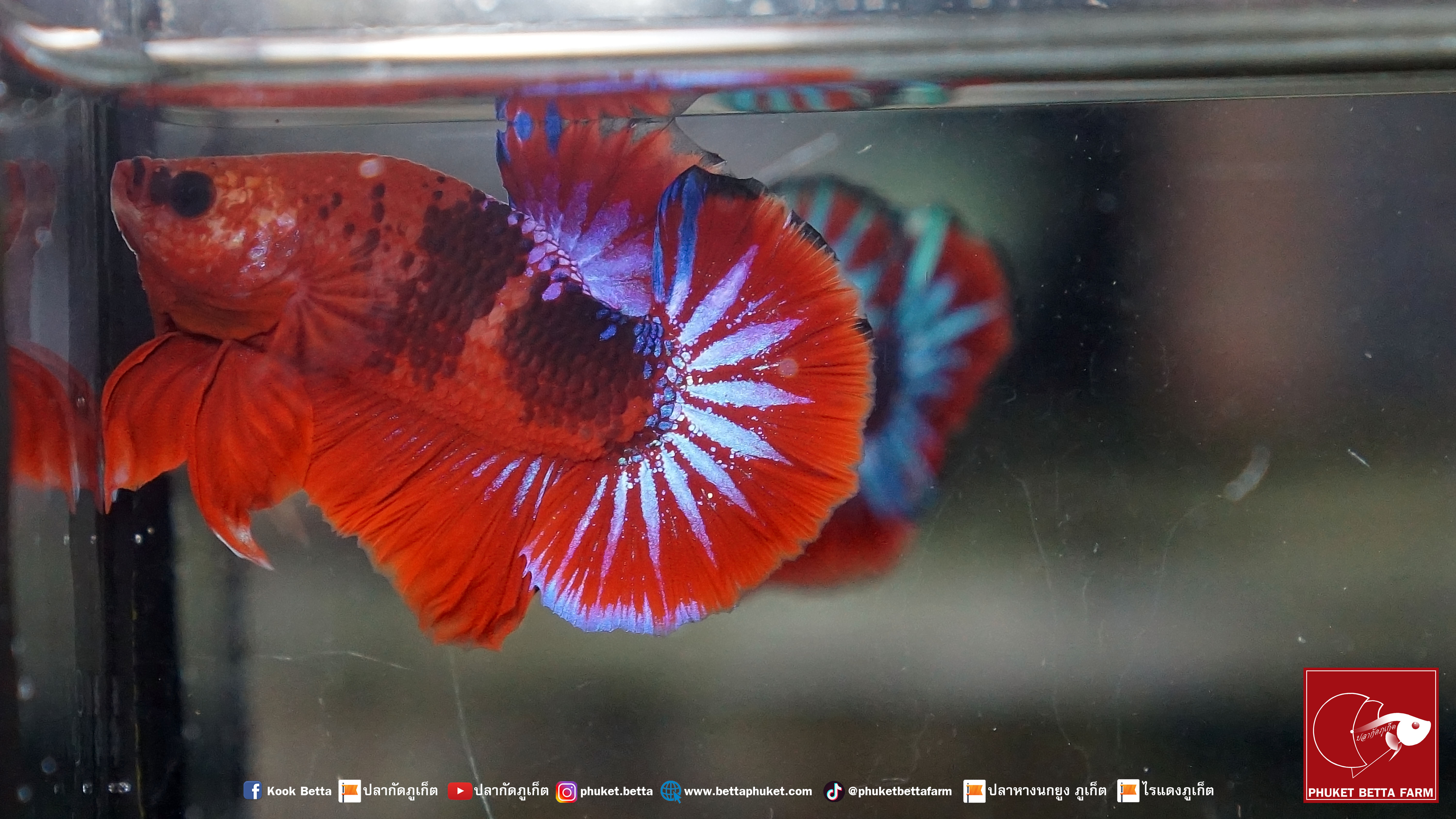 Hellboy เฮลล์บอย