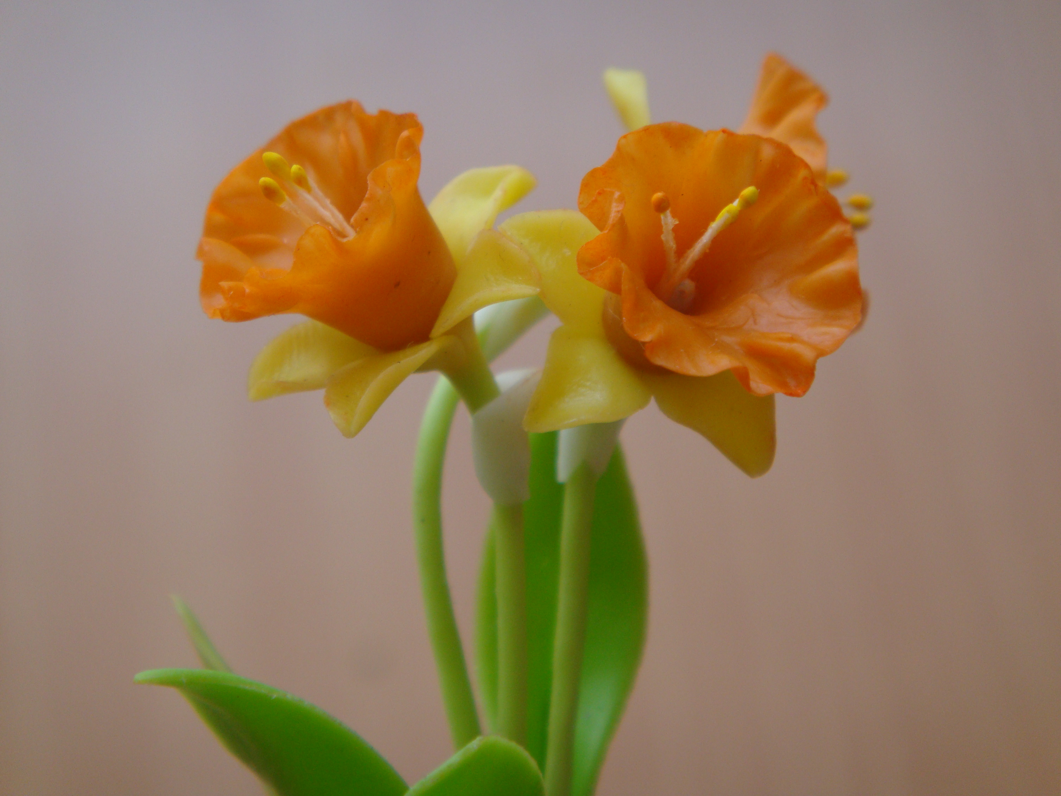 Daffodil (Super small)