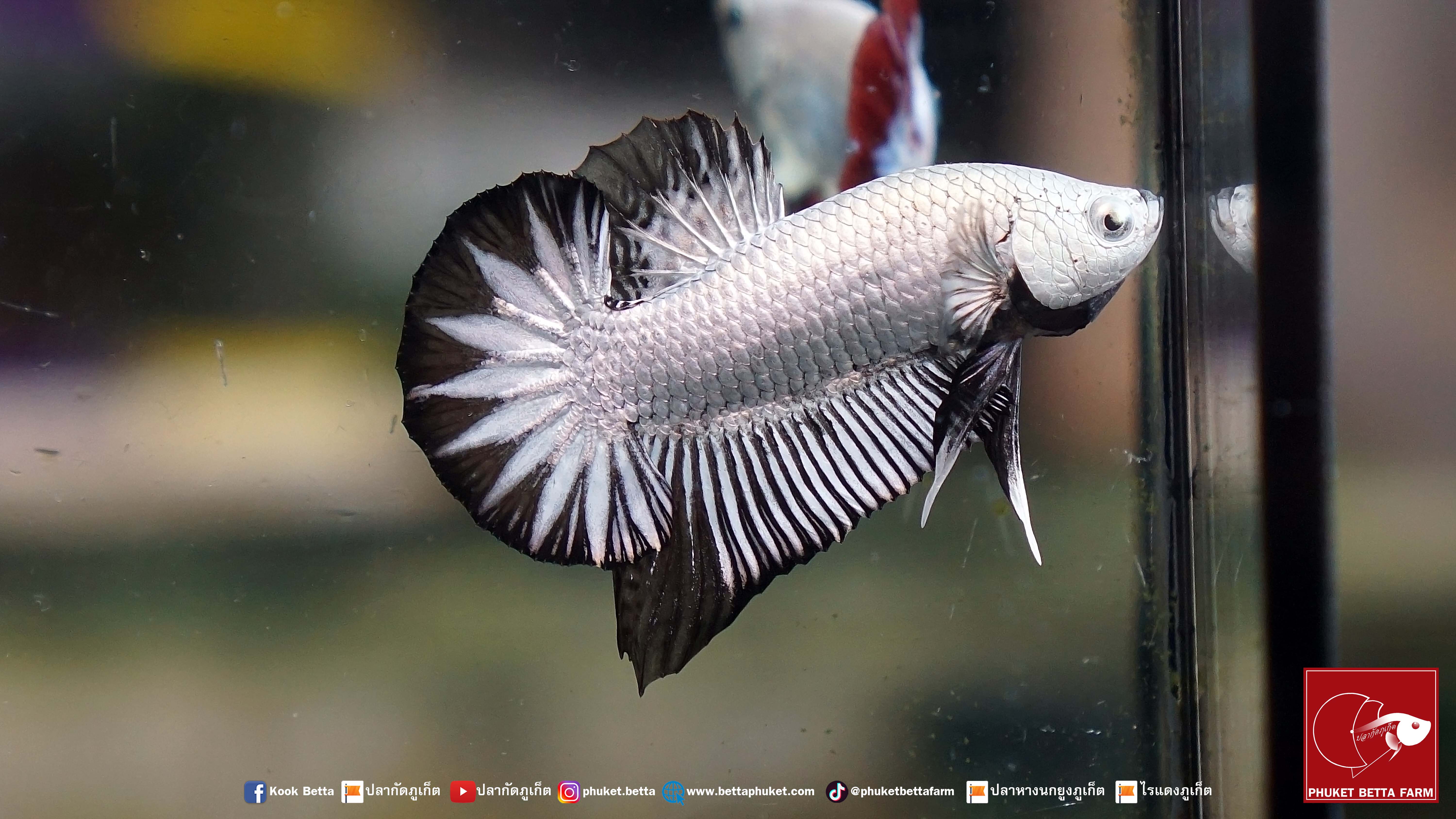 Black Dragon Snow Star Tail แบล็คดราก้อนสโนว์ หางดาว