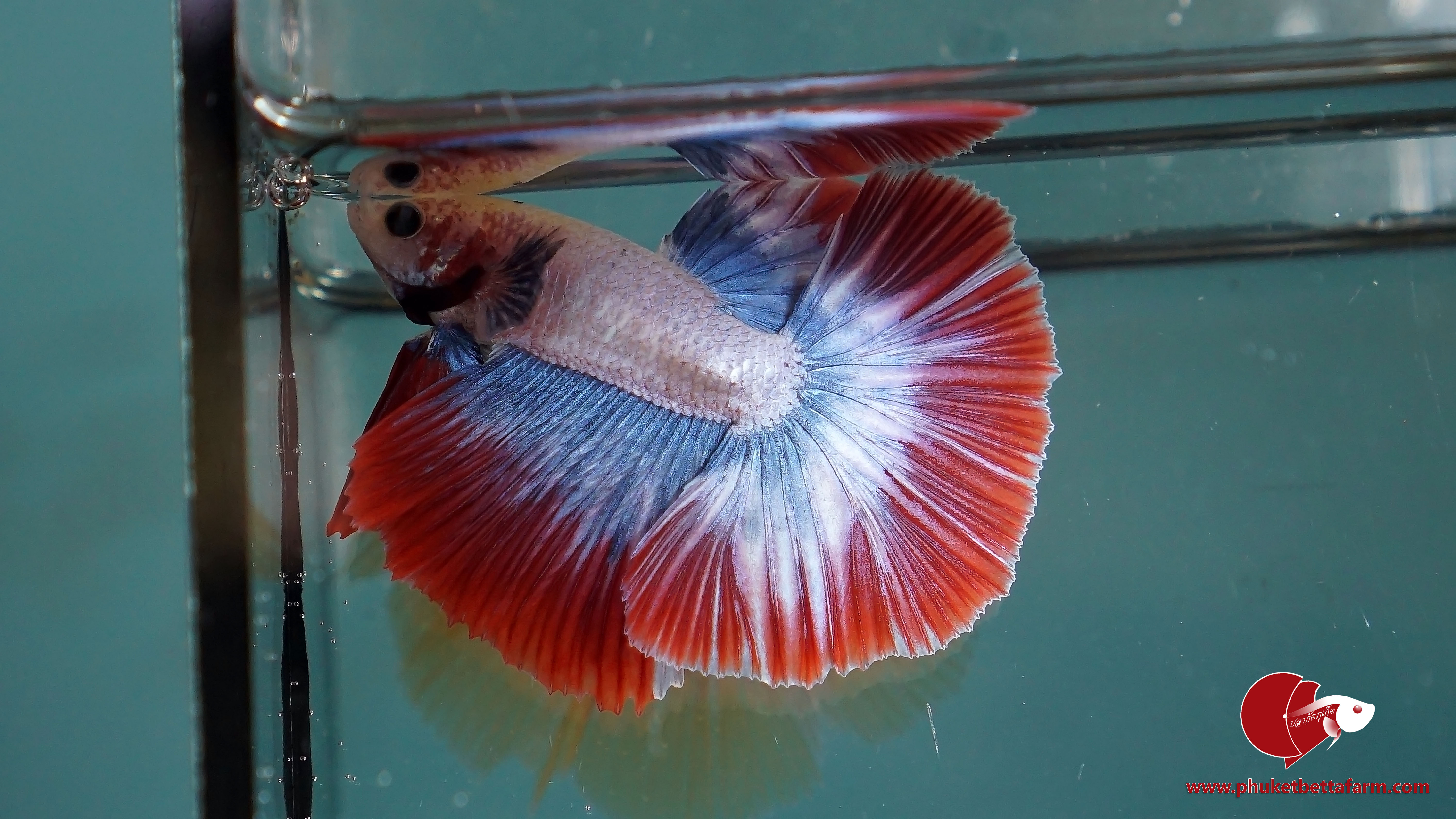 Thai Flag Rosetail Halfmoon ปลากัดลายธงชาติโรสเทลครีบยาว