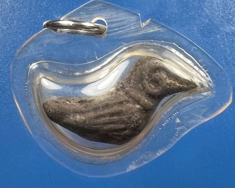 นกสาริกา เนื้อว่านชันโรง หลวงพ่อน่วม วัดหลวงครู สาริกาอันดับหนึ่งแห่งแดนใต้ เมตตามหานิยมมหาเสน่ห์ เจรจาพาทีเป็นที่หนึ่ง ติดต่อธุรกิจ การค้า เมตตาสุดๆ