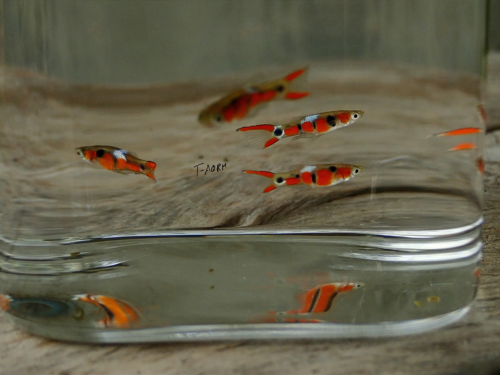Campoma #28 Pure wingei. 1คู่ (ผู้+เมีย)