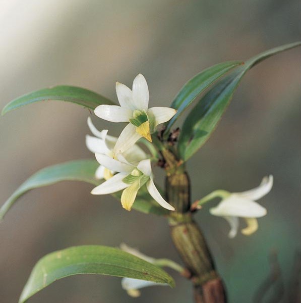 Dendrobium Scabrillingue
