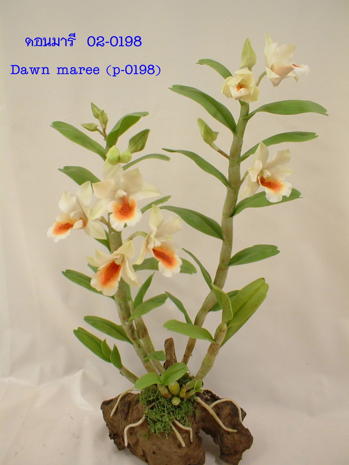 Dawn maree (Medium)