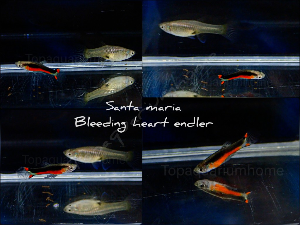 Santa maria bleeding heart endler 1คู่ (ผู้+เมีย)