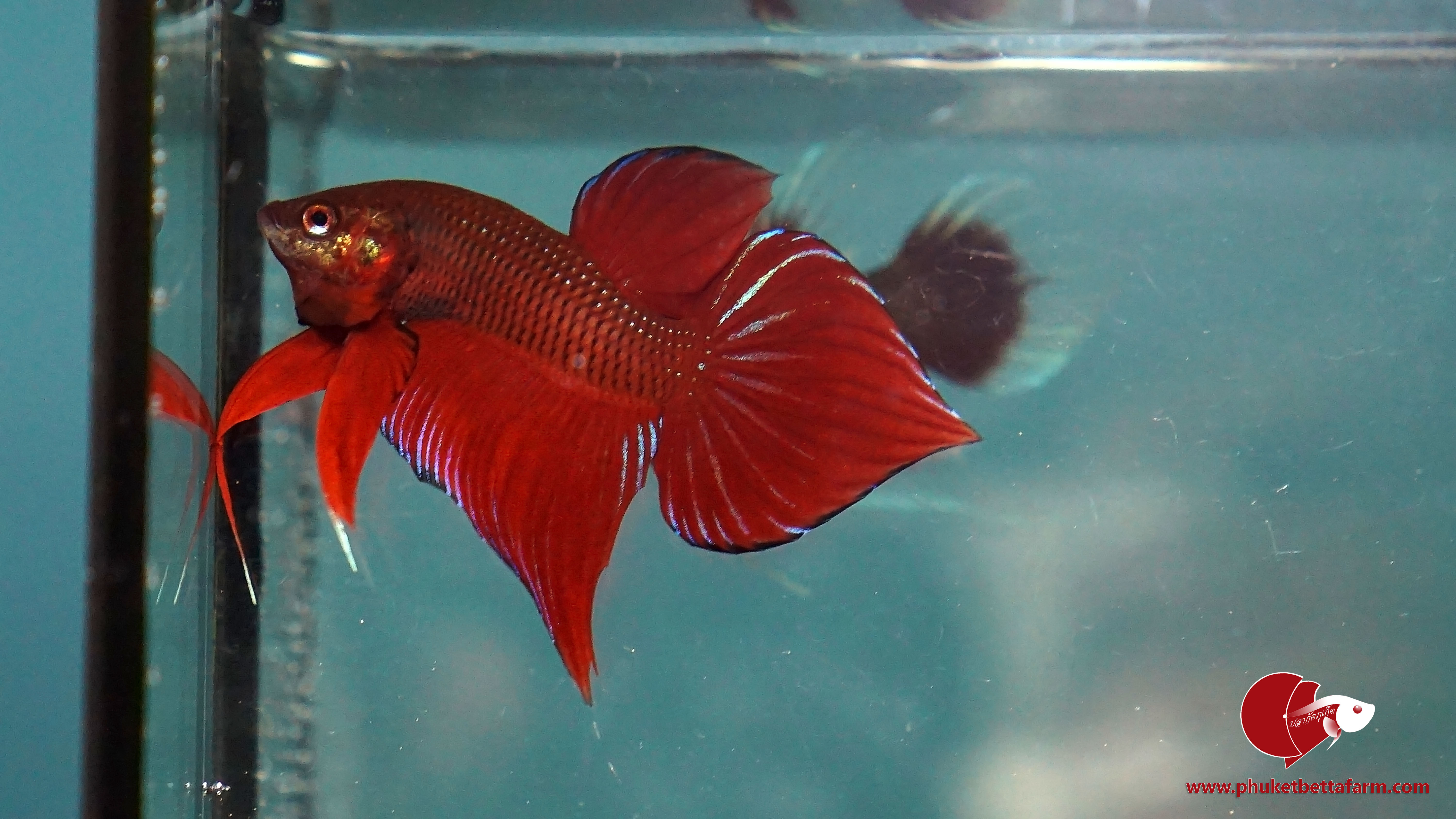 Red Benjarong ปลากัดป่าเเดงเบญจรงค์