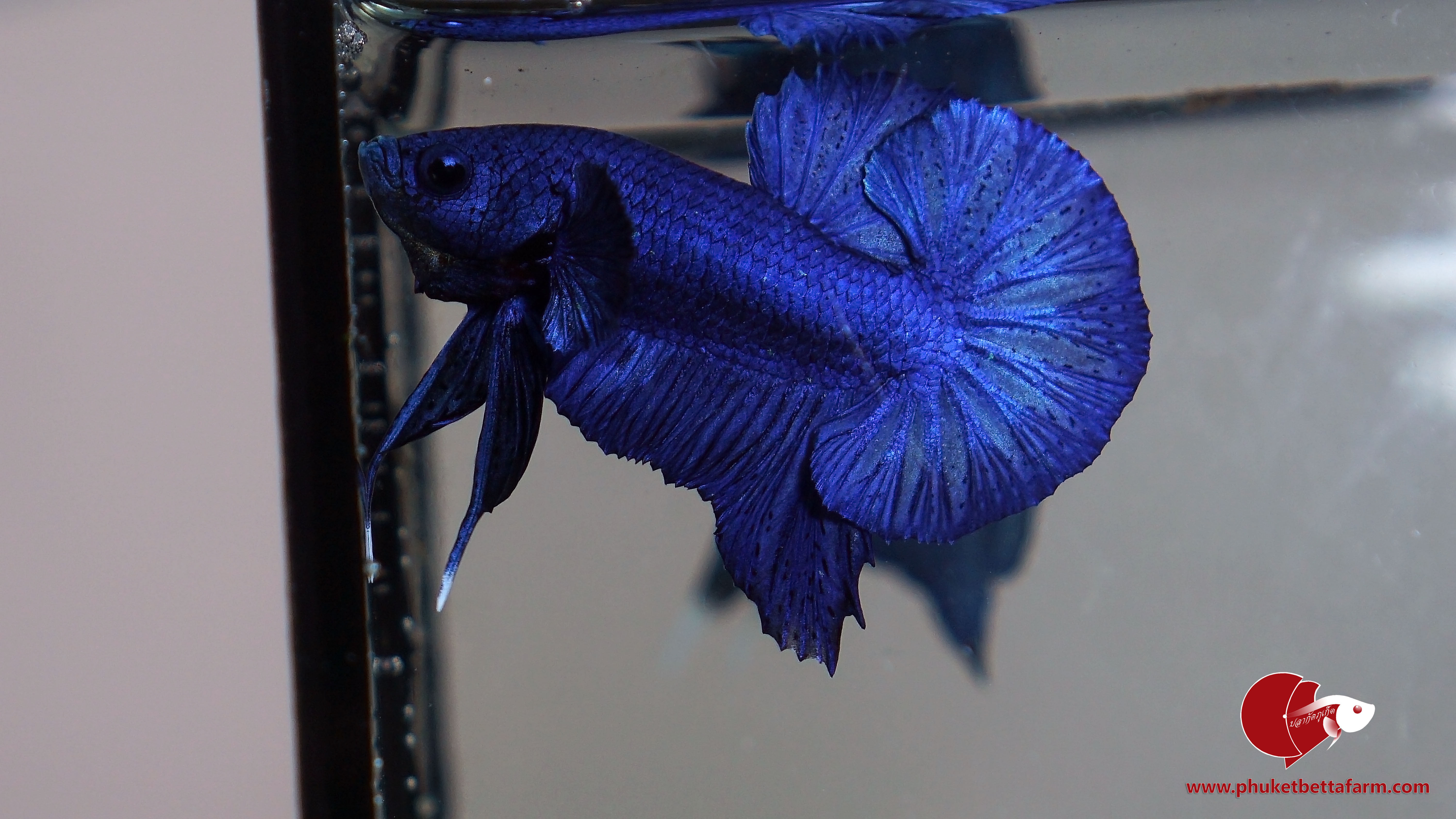 Super Blue Metallic ปลากัดซุปเปอร์บลูเมทัลลิค
