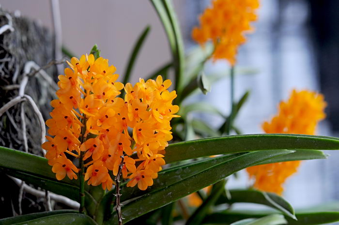 Ascocentrum