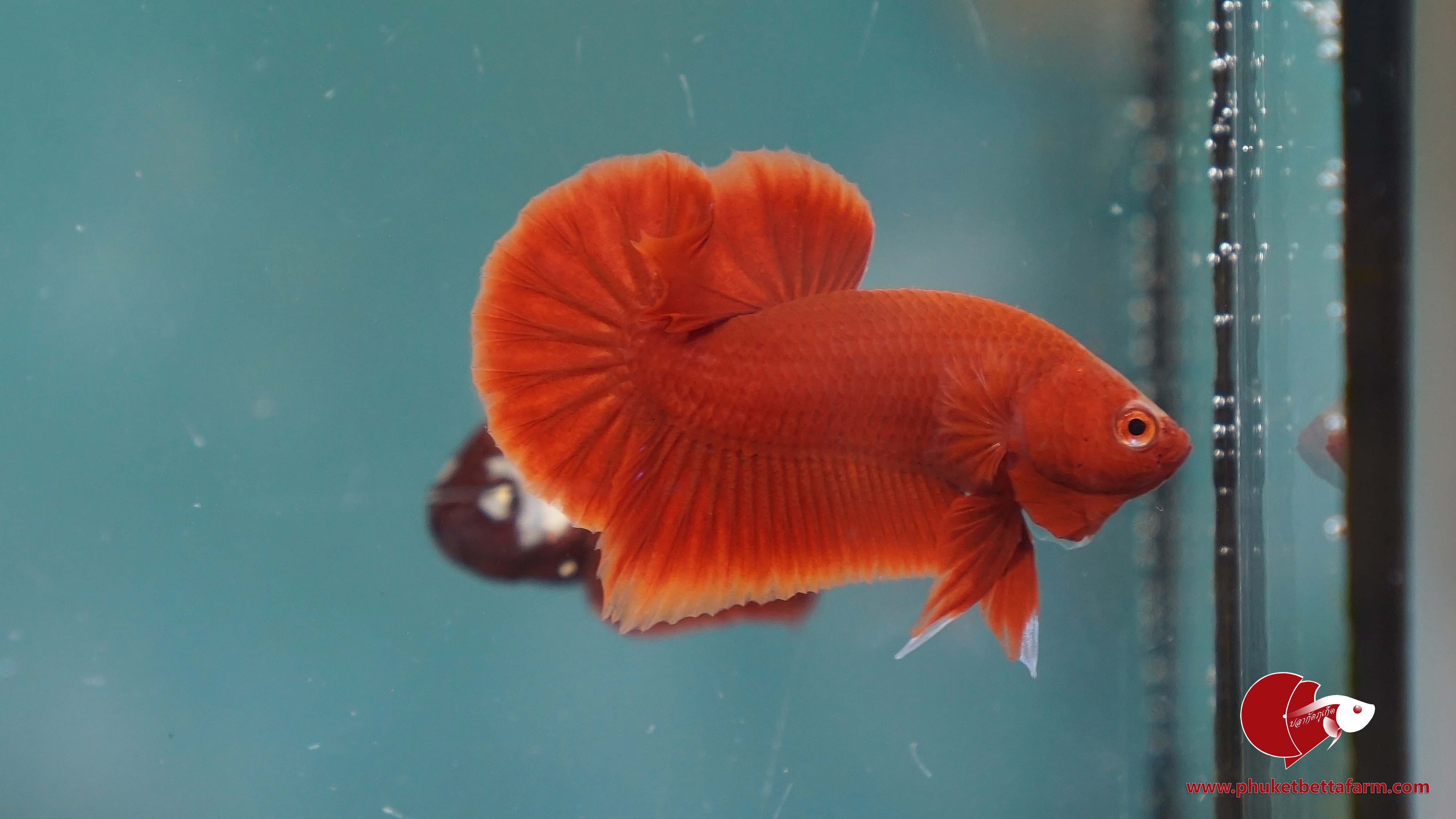 Super Red ปลากัดซุปเปอร์เรด
