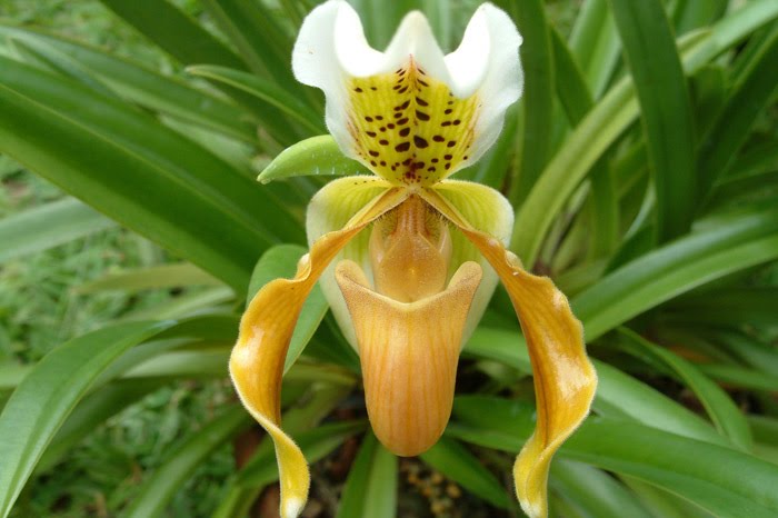 Paph.'s lip (Large)