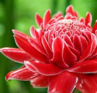 Torch Ginger (Medium)