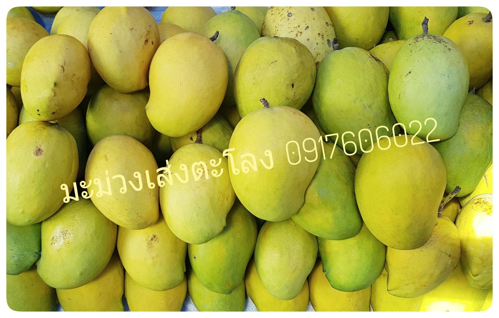 มะม่วงพม่า เส่งตะโลง เซงตะโลง เส่งตะโหล่ง เซงตะโหล่ง มะม่วงของพม่า มะม่วงอร่อย ขายส่งมะม่วง mango 芒果 စိန်တလုံးသရက်သီး