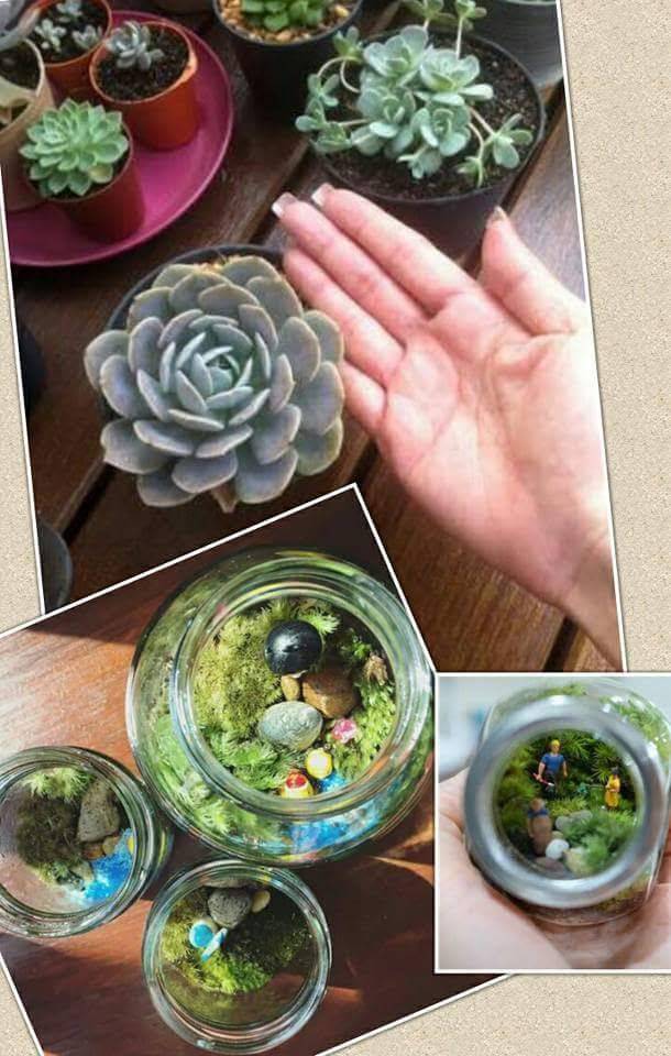 สวนแก้วและชุดพร้อมปลูก