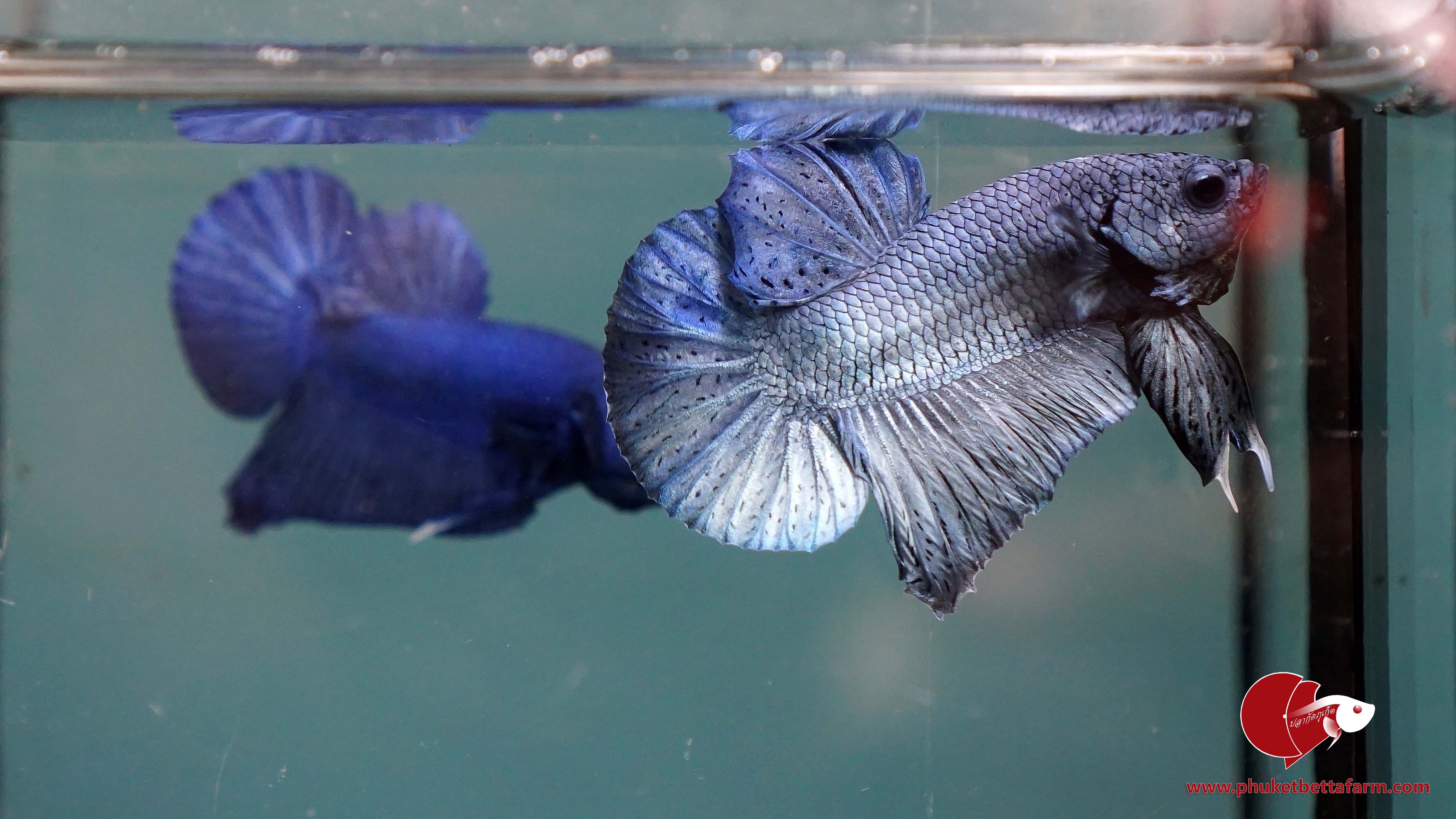 Super Blue Metallic ปลากัดซุปเปอร์บลูเมทัลลิค