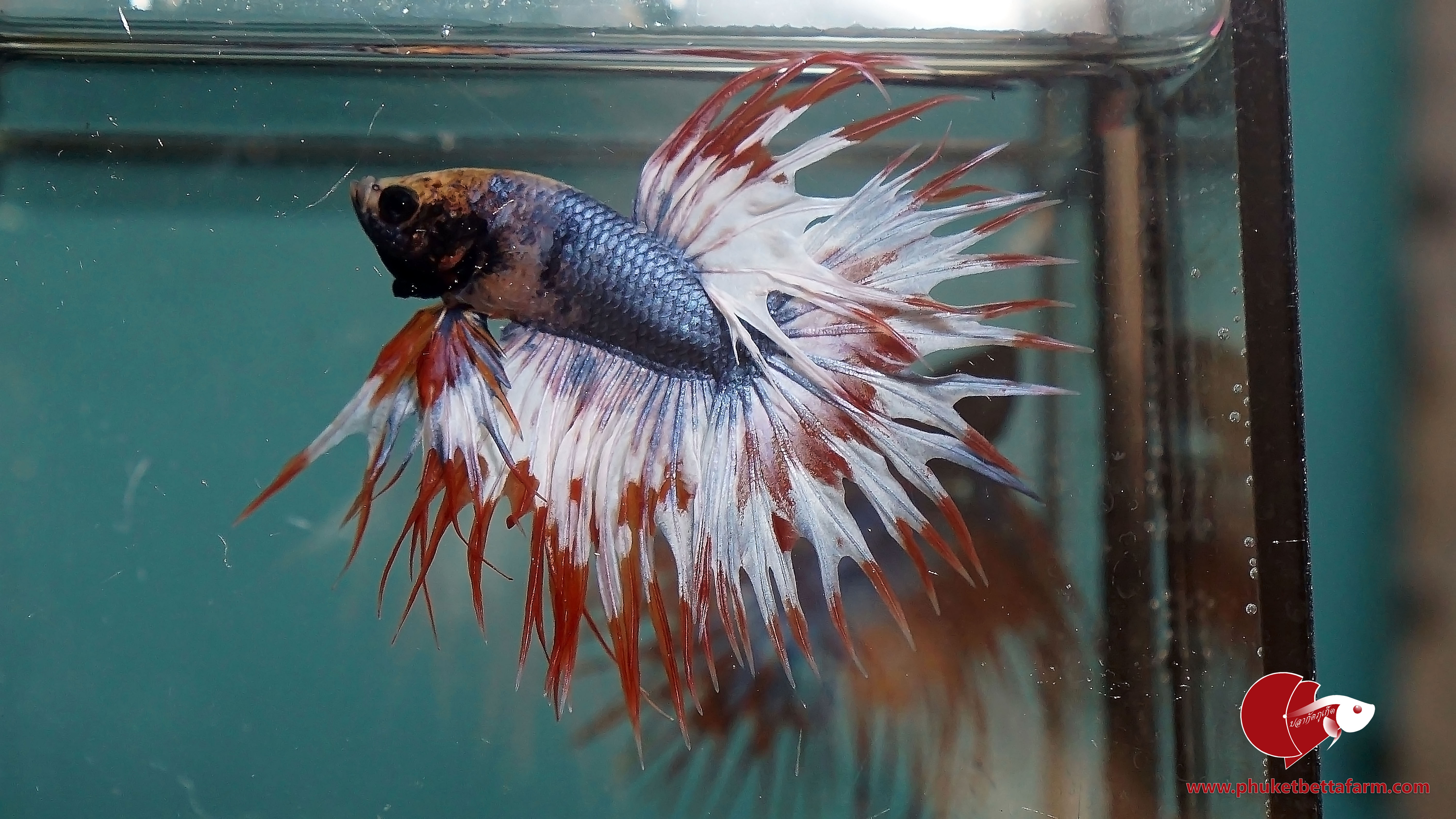 Crowntail Thai flag คราวเทลลายธงชาติ