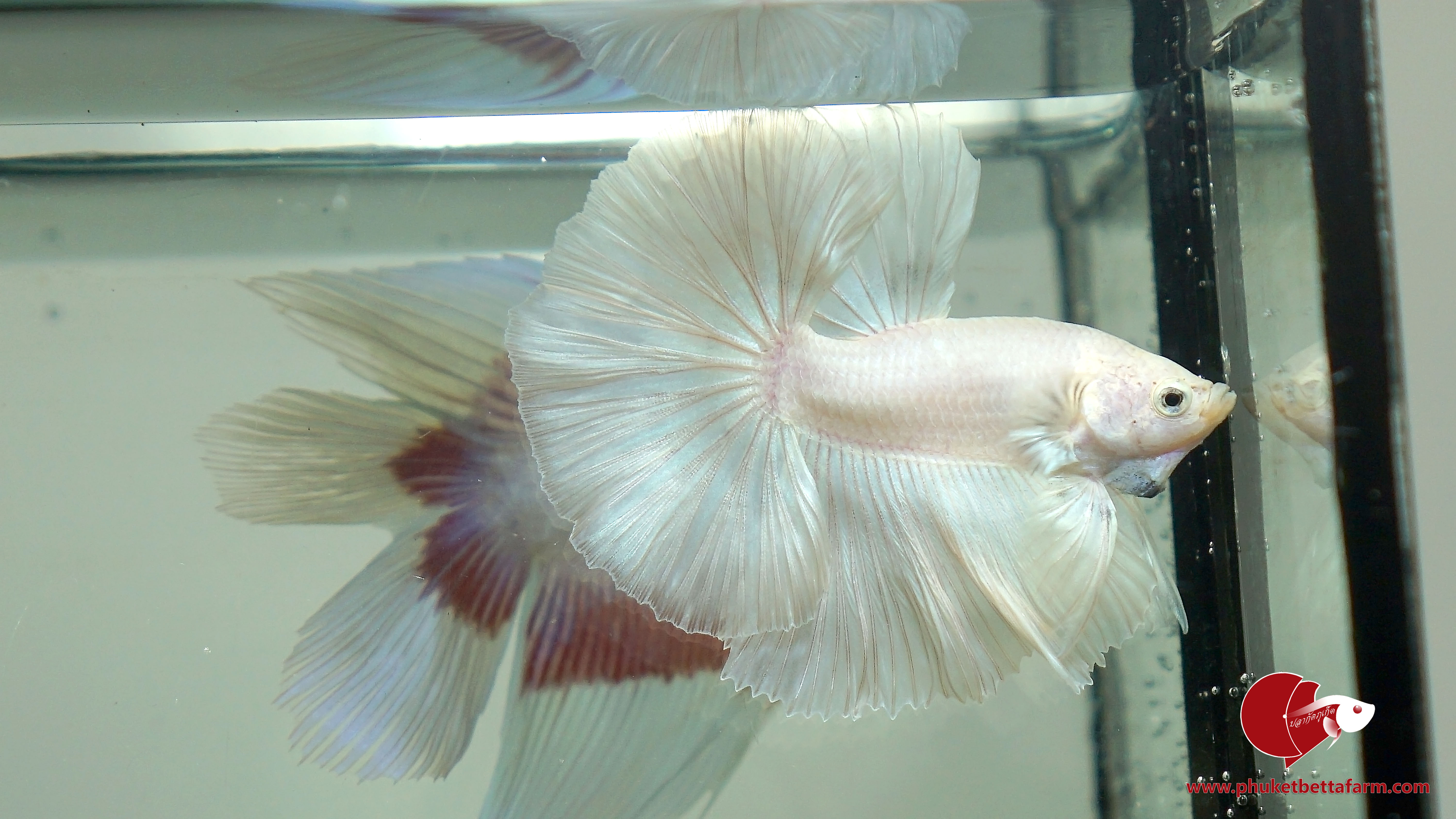 White Platinum Halfmoon ปลากัดไวท์แพลตตินั่มครีบยาว