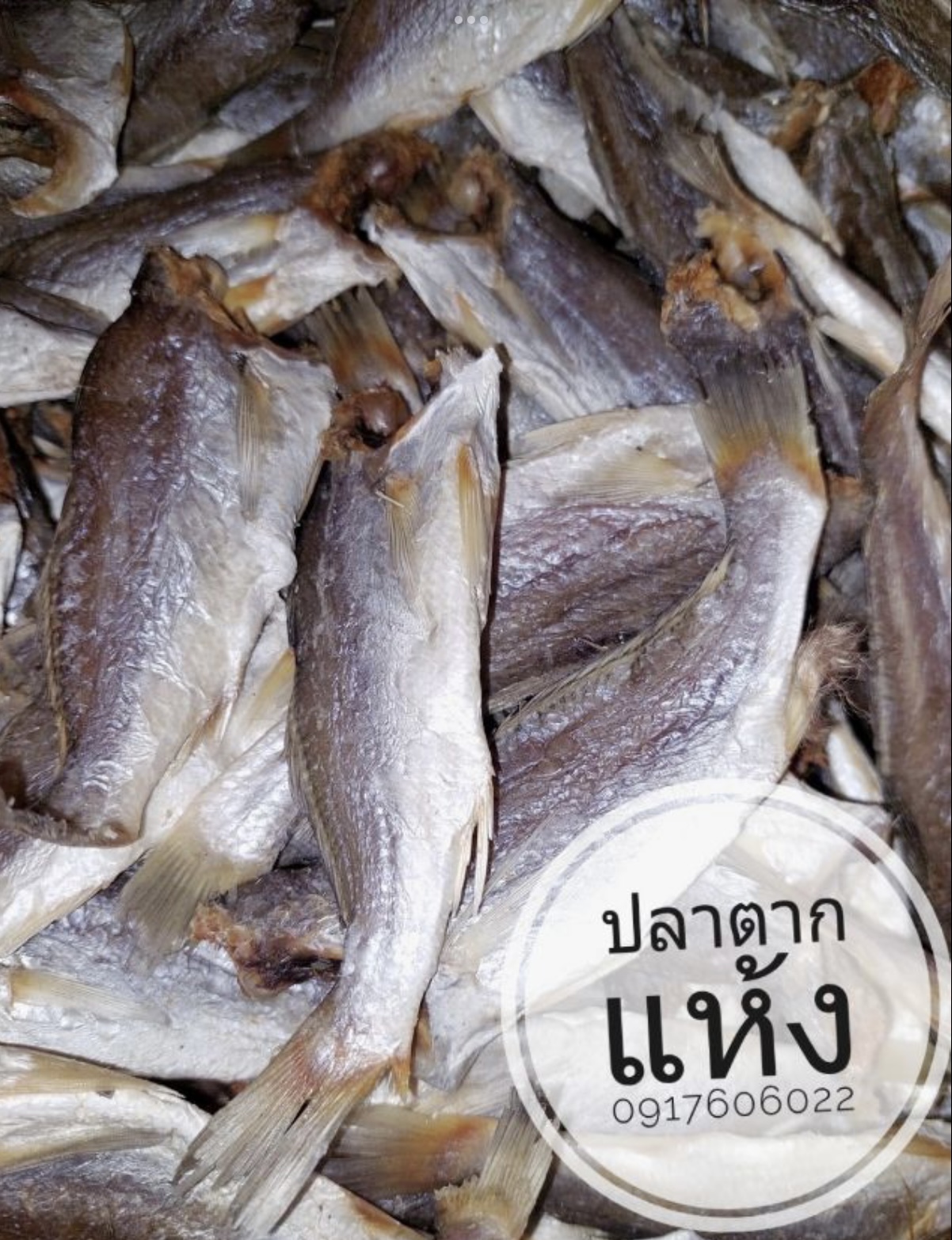 ปลาแห้ง ปลาช่อนแดดเดียว ปลาช่อนตากแห้ง ปลาแดดเดียว ปลาพม่า ปลาช่อนพม่า ปลาพม่าตากแห้ง ปลาตากแห้ง ปลาหัวยุ่ง ปลาทู ขายส่งปลาแห้ง