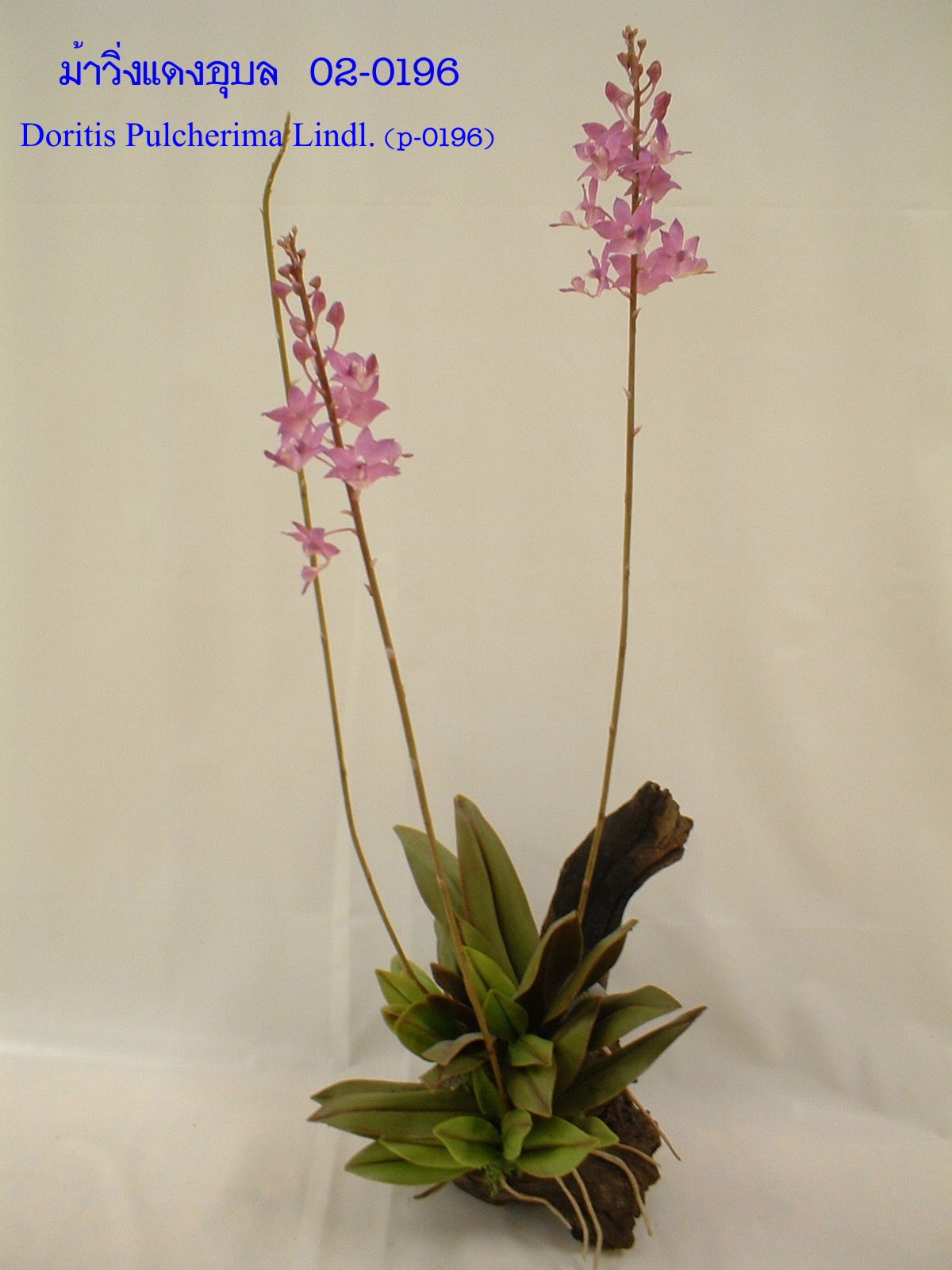 Doritis Pulcherima Lindl