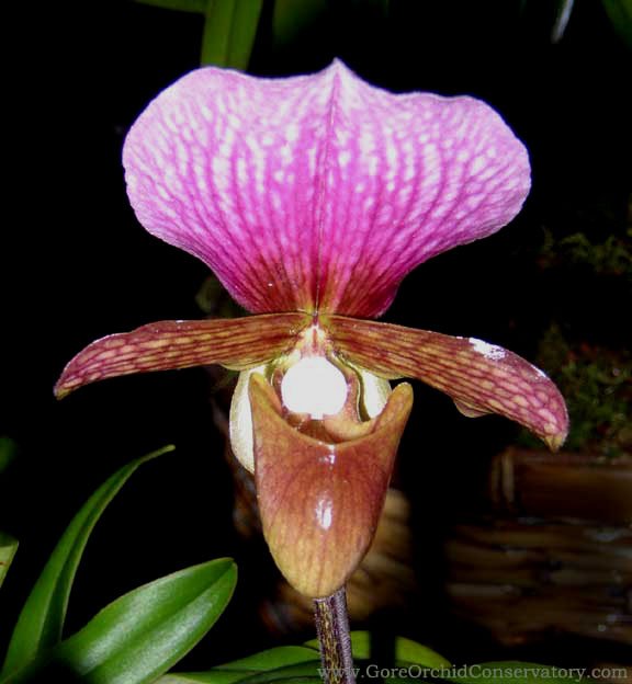 Paph.Charlesworthii (Medium)