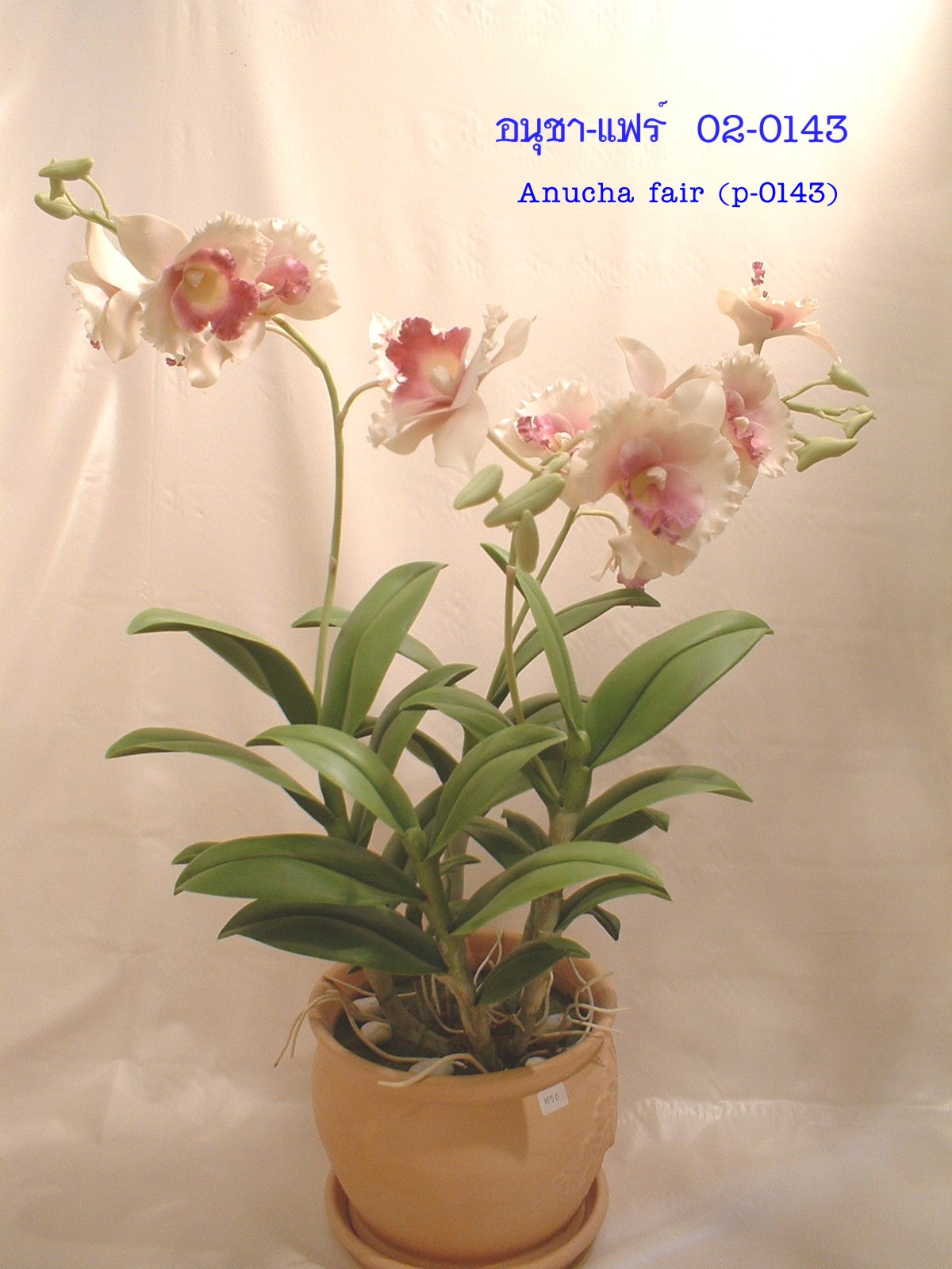 Dendrobium Anucha Fair (Large)