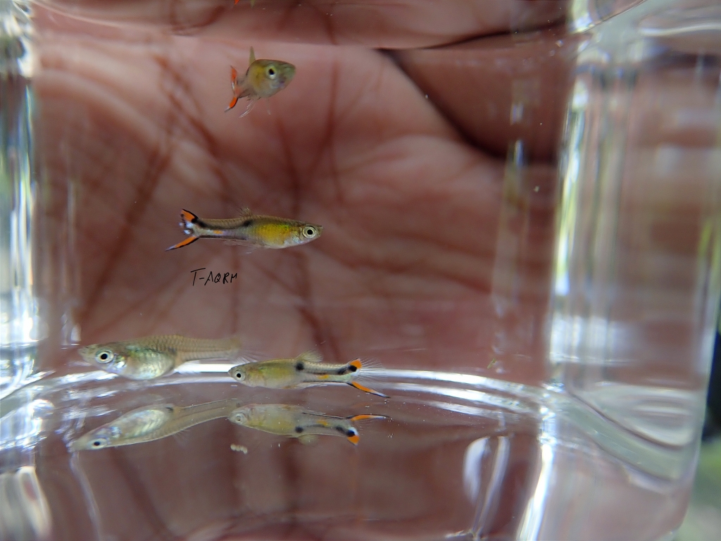 Cumana El Dorado, Pure wingei 1คู่ (ผู้+เมีย)