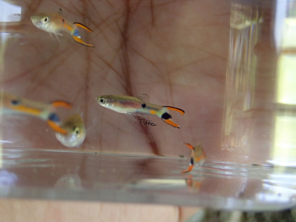 Campoma No.43,Lavender, Pure wingei 1คู่ (ผู้+เมีย)