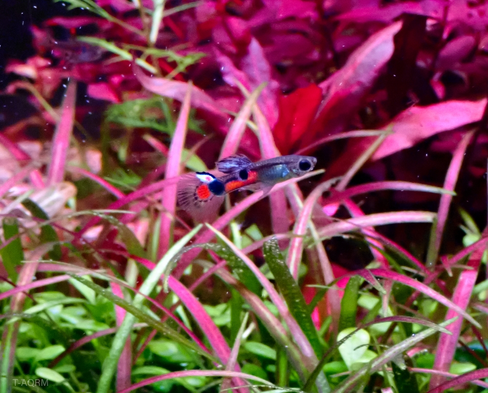 Wild rainbow guppy, Peacock version.1คู่ (ผู้+เมีย)